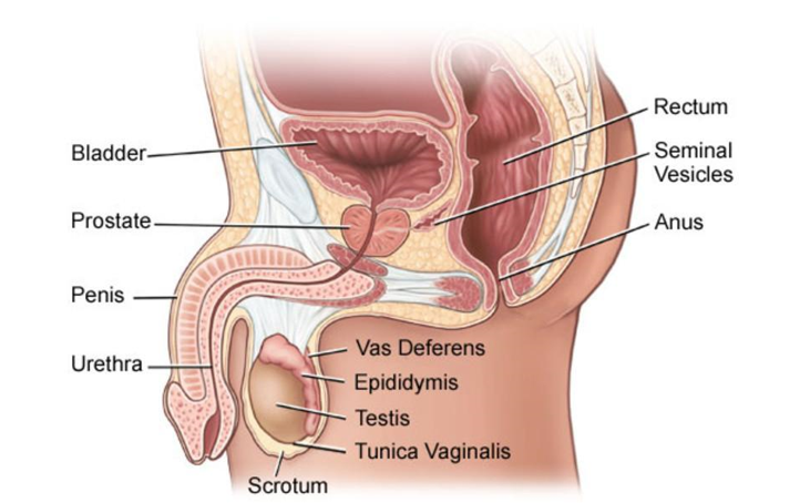 male reproductive system